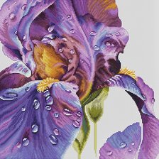 Схема вышивки «Ирис»