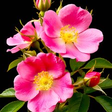 Схема вышивки «Шиповник»