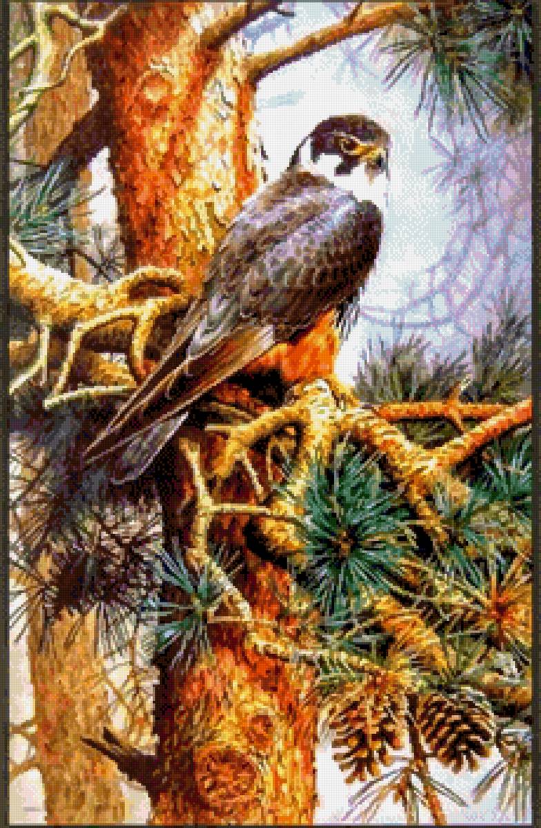 Птицы - ястреб - предпросмотр