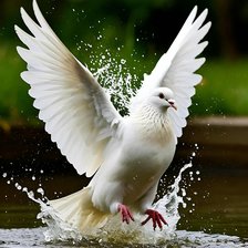 Схема вышивки «Голубь»