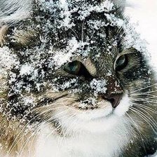 Схема вышивки «кот»