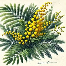 Схема вышивки «мимоза»