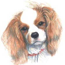 Схема вышивки «собака кавалер»