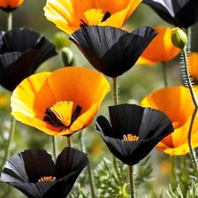 Схема вышивки «маки»