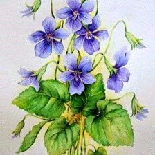 Схема вышивки «Fiołek»