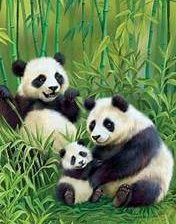Схема вышивки «Панды»