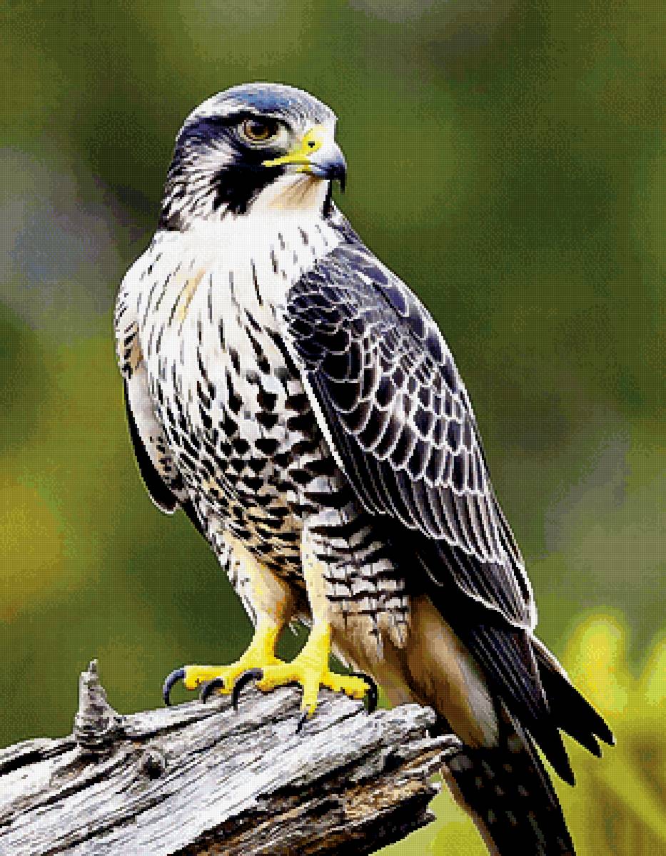 САПСАН - сокол, птицы - предпросмотр