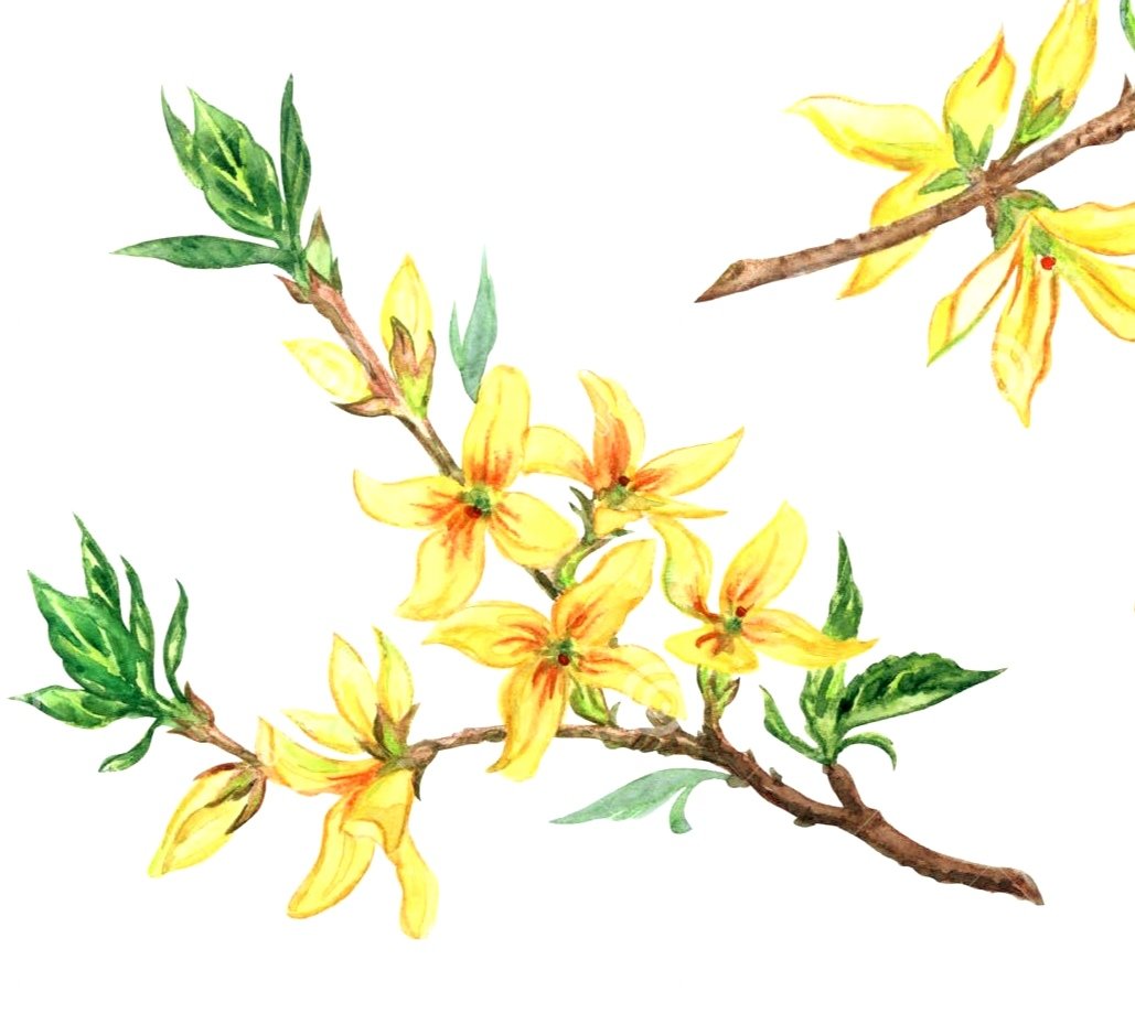 Форзиция. Веточка - оригинал