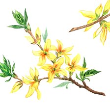 Схема вышивки «Форзиция. Веточка»