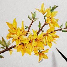 Схема вышивки «Форзиция нарядная»