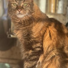 Схема вышивки «Кот»