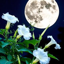 Схема вышивки «Дурман»