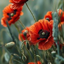 Схема вышивки «Маки»