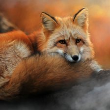 Схема вышивки «Лиса»