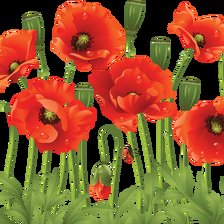 Схема вышивки «маки»