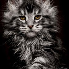 Схема вышивки «кот»