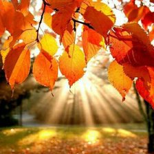 Схема вышивки «Осеннее настроение»