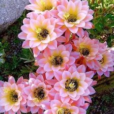 Схема вышивки «Цветы»