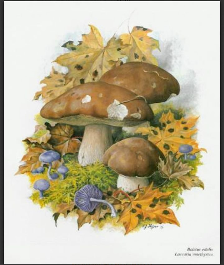 Природа - грибы - оригинал