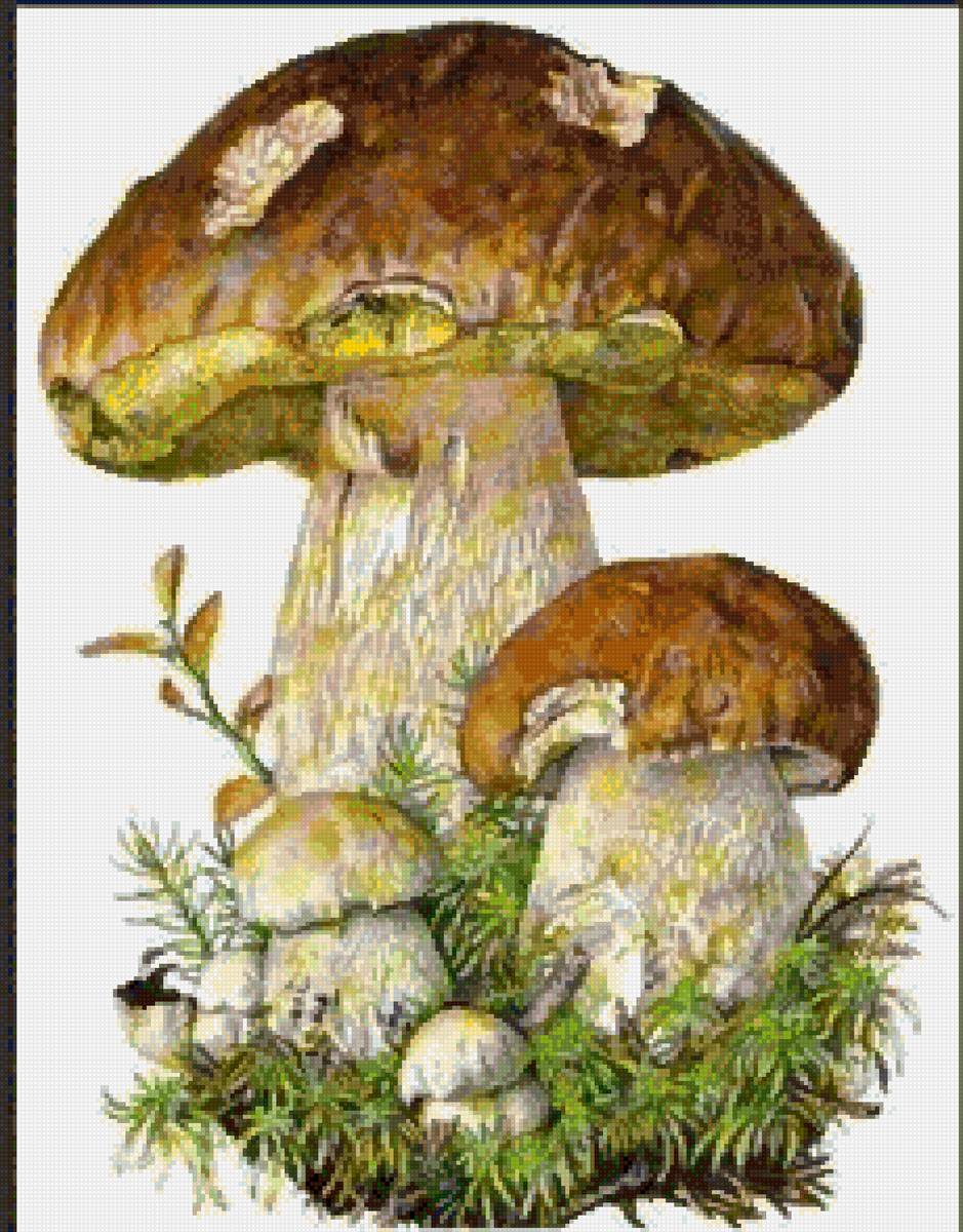 Природа - грибы - предпросмотр