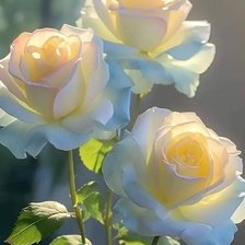 Схема вышивки «Розы»