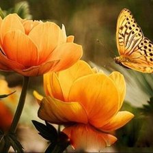 Схема вышивки «Жарки и бабочка»