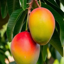 Схема вышивки «Mangos»