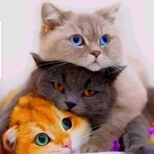 Схема вышивки «котята»