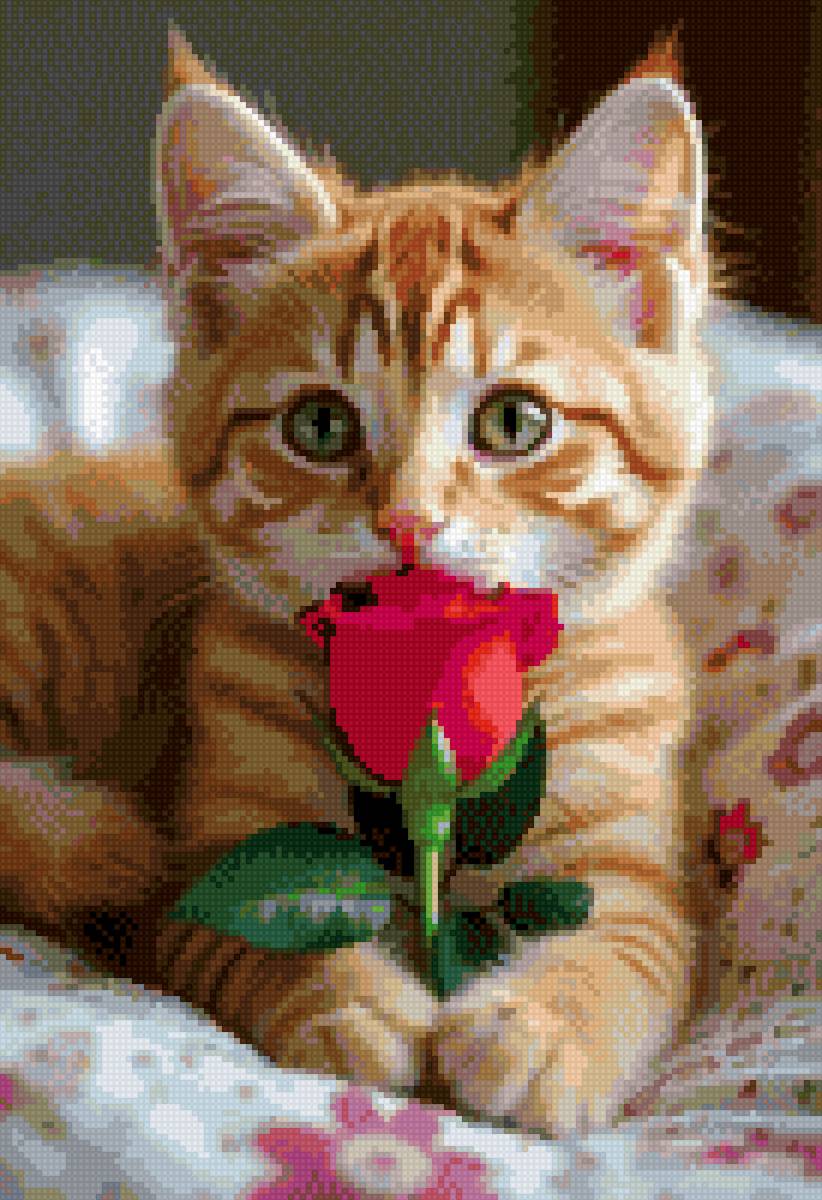 Рыжий кот - животные, рыжий кот - предпросмотр