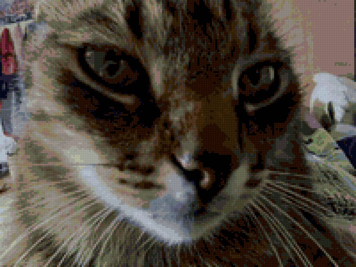 Кот муха - кот - предпросмотр