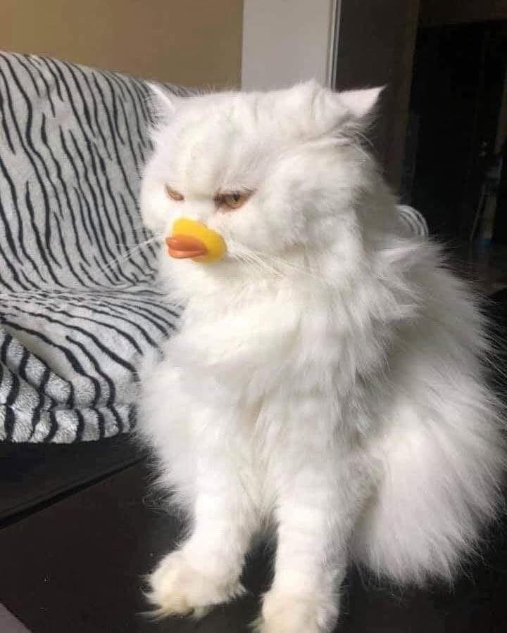 Mèo Mỏ Vịt - meomeo - оригинал