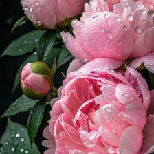 Схема вышивки «Пионы»