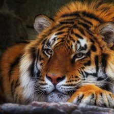 Схема вышивки «№2880125»