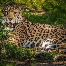 Схема вышивки «леопард»