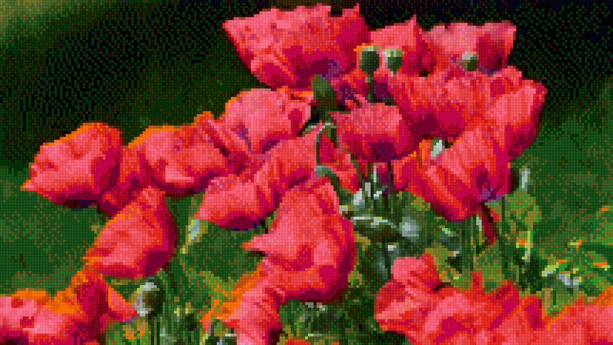 Маки - предпросмотр