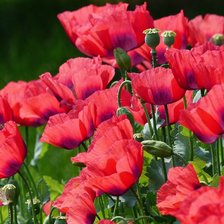 Схема вышивки «Маки»