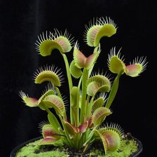 Схема вышивки «Венерина мухоловка»