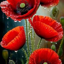 Схема вышивки «Маки»