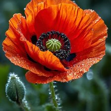 Схема вышивки «Мак»