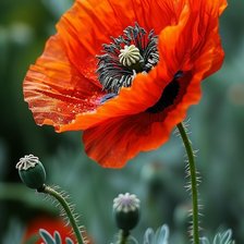 Схема вышивки «Мак»