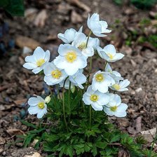 Схема вышивки «Ветреница зацвела»