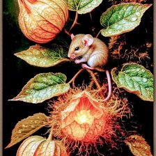 Схема вышивки «Физалис»