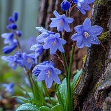 Схема вышивки «Пролески»