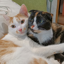 Схема вышивки «Беляшик и Тара»