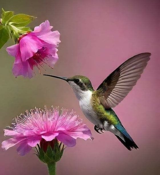 Колибри - колибри - оригинал