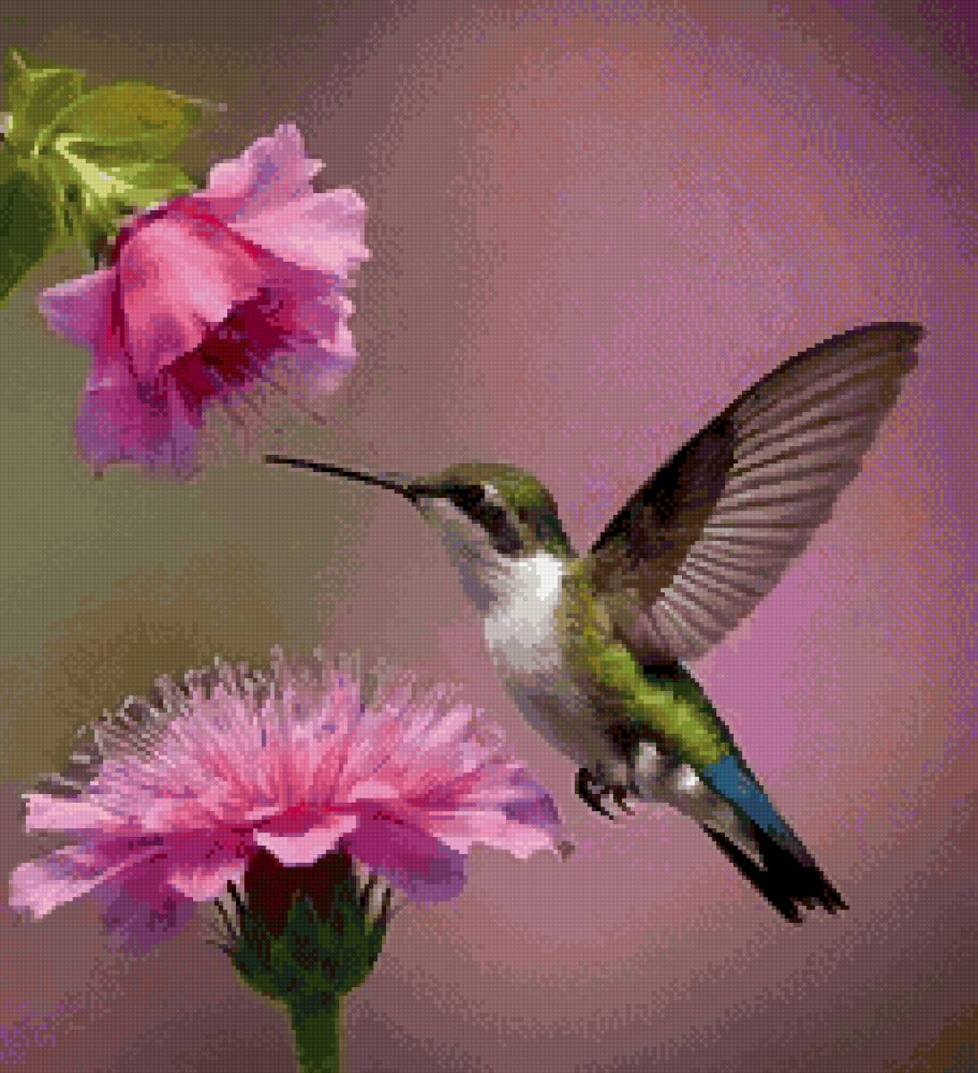 Колибри - колибри - предпросмотр