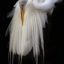 Схема вышивки «Цапля»