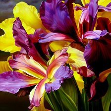 Схема вышивки «Ирисы»