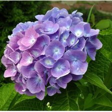 Схема вышивки «Гортензия»