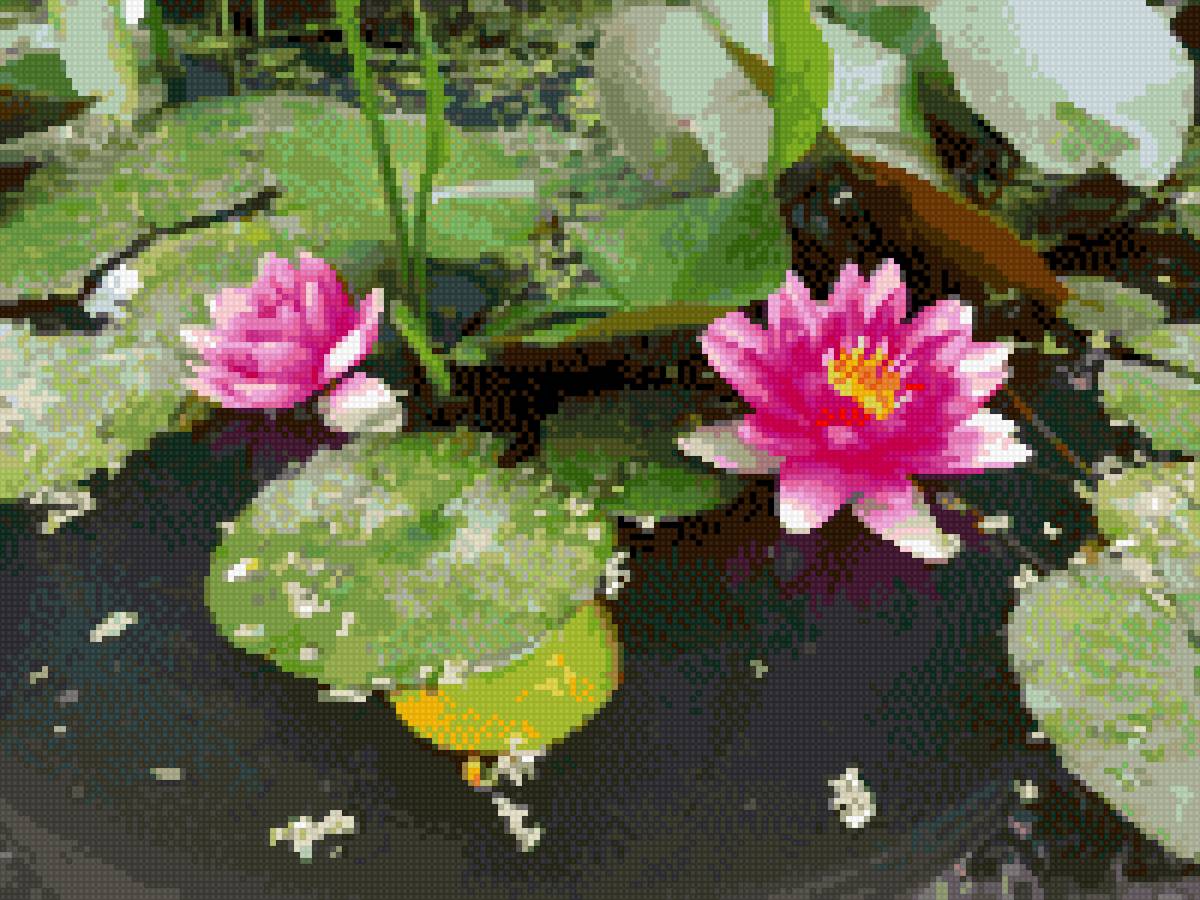 liliq - voda, liliq - предпросмотр